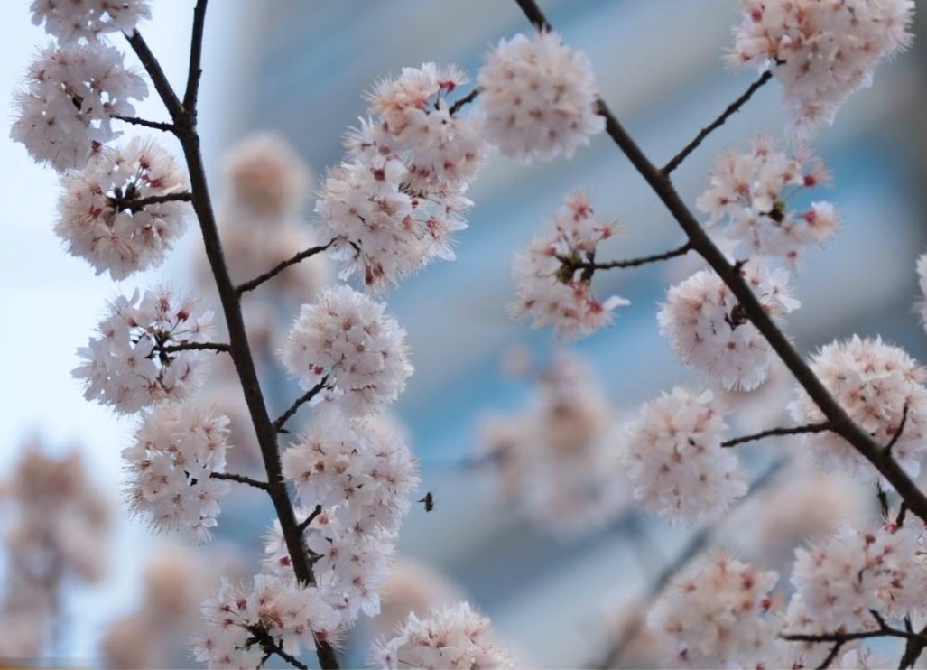 春暖花开  踏青赏花正当时