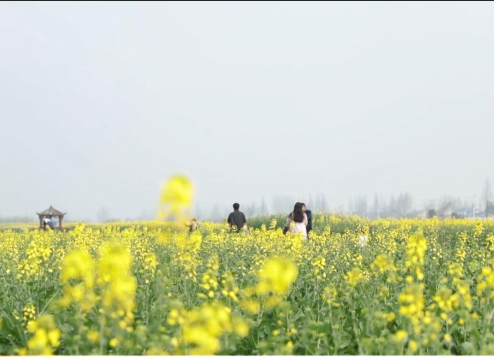 十美堂：油菜花已开 静待你来赏