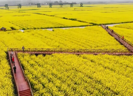 2021湖南油菜花节3月16日启幕 鼎城十美堂万亩油菜花盛放迎客