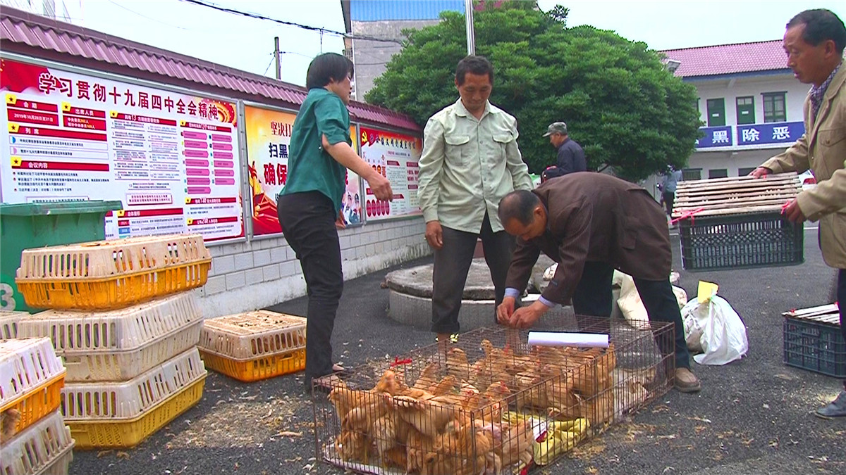 衡山免费发放“扶贫鸡”，“造血式”帮扶解民忧