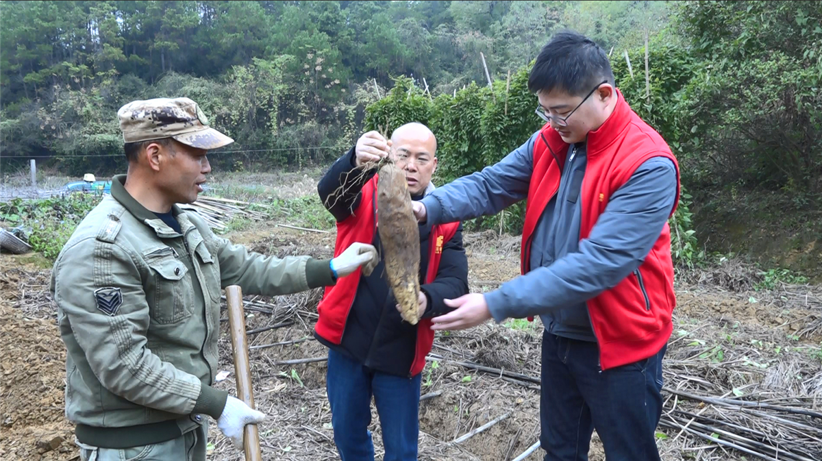众人拾柴火焰高 白薯滞销变热销