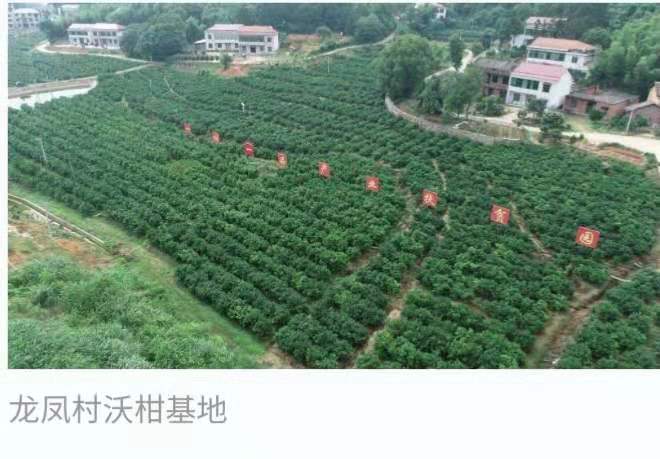 衡山永和龙凤村凭借沃柑喜获“国字号”认证名片