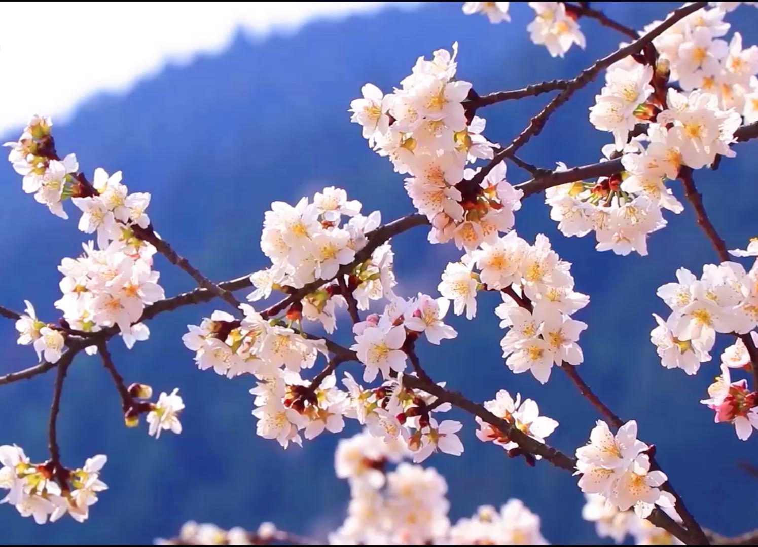 【视频】春满衡山|野生山樱花迎春绽放