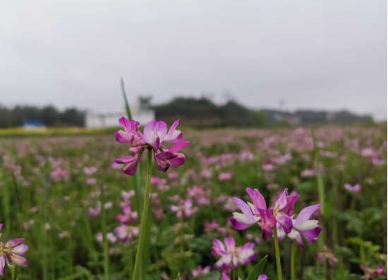 【图集】衡山：草籽花盛开 浪漫满乡野