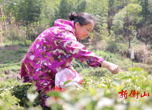 衡山：明前茶飘香 春日采摘忙