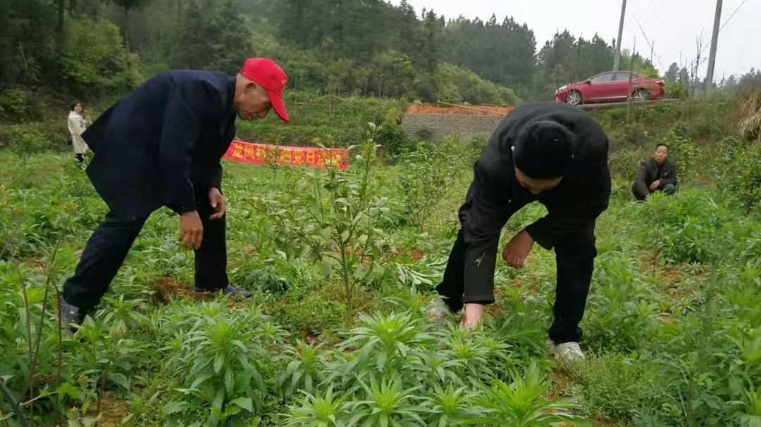 【我为群众办实事】龙凤村党支部开展义务除草主题党日活动