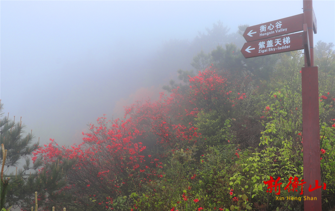 衡阳衡山紫盖峰:羞答答的杜鹃静悄悄地开