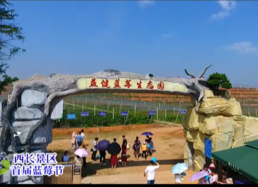 【汨罗融媒直播】2020年汨罗市科技活动周启动仪式暨西长景区首届蓝莓节