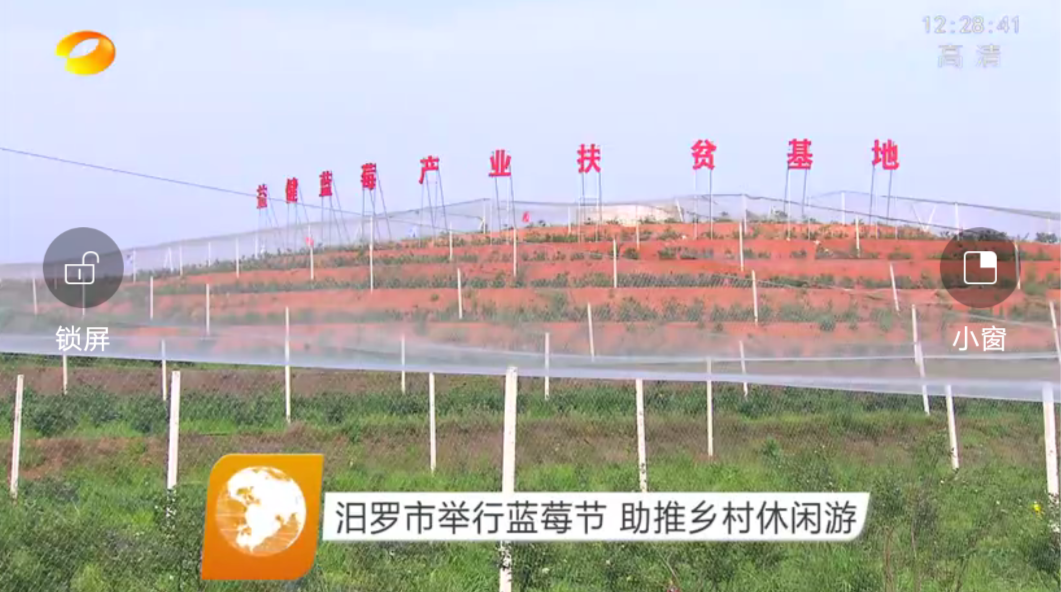 【湖南卫视】汨罗市举行蓝莓节 助推乡村闲游