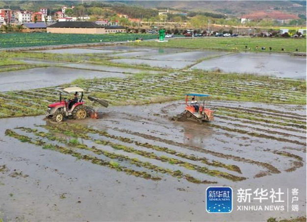 【新华社】春色挡不住 新苗破土出——水稻大省湖南春耕观察