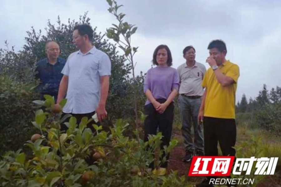 【学习强国】尽锐出战 力拔穷根 ——汨罗市产业扶贫一线见闻