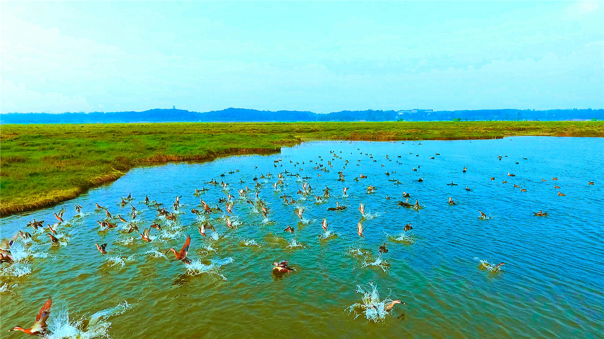 【视频】“醉”美汨罗江，最美候鸟季
