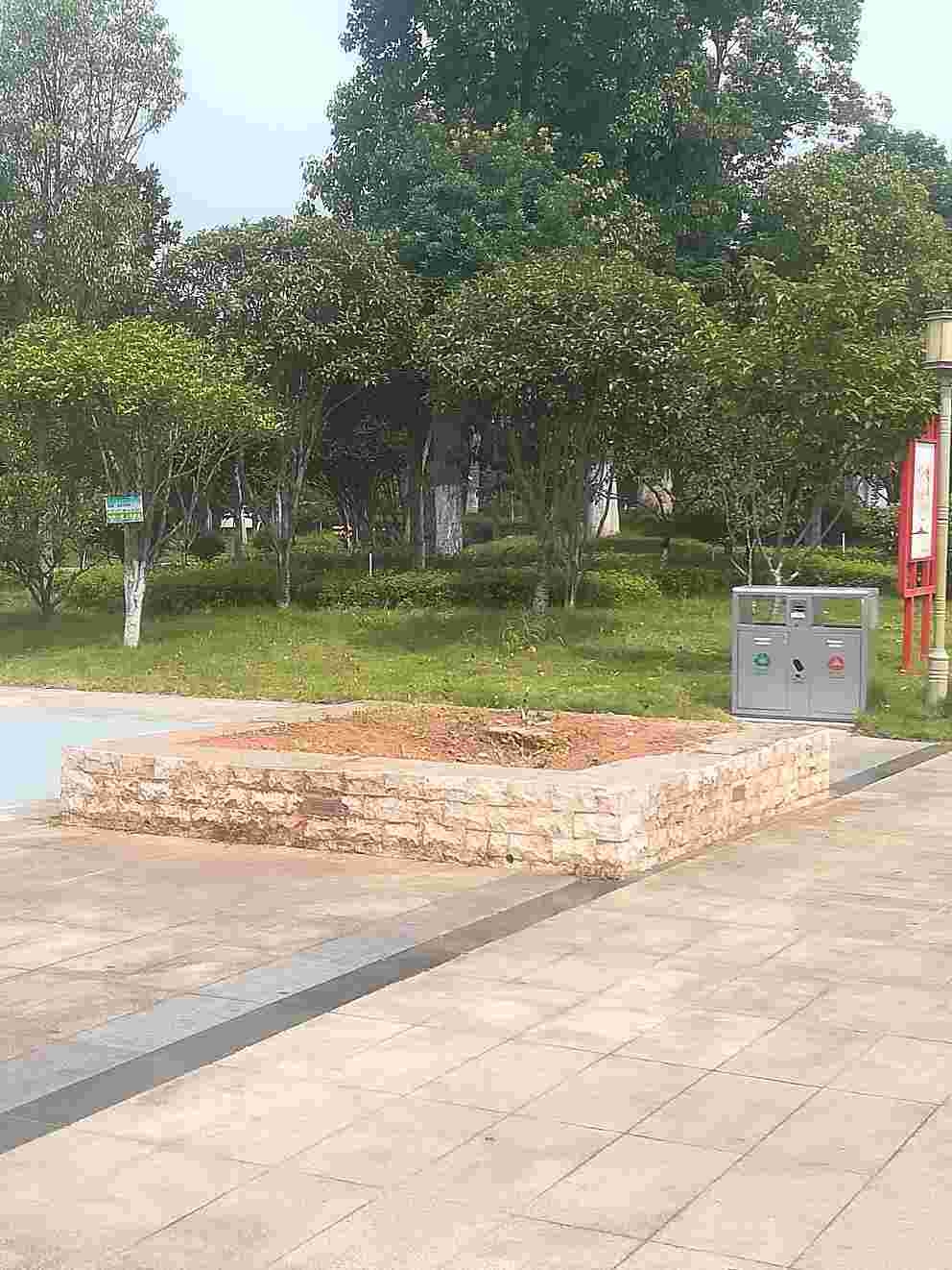 天岳广场两根树死了未完善