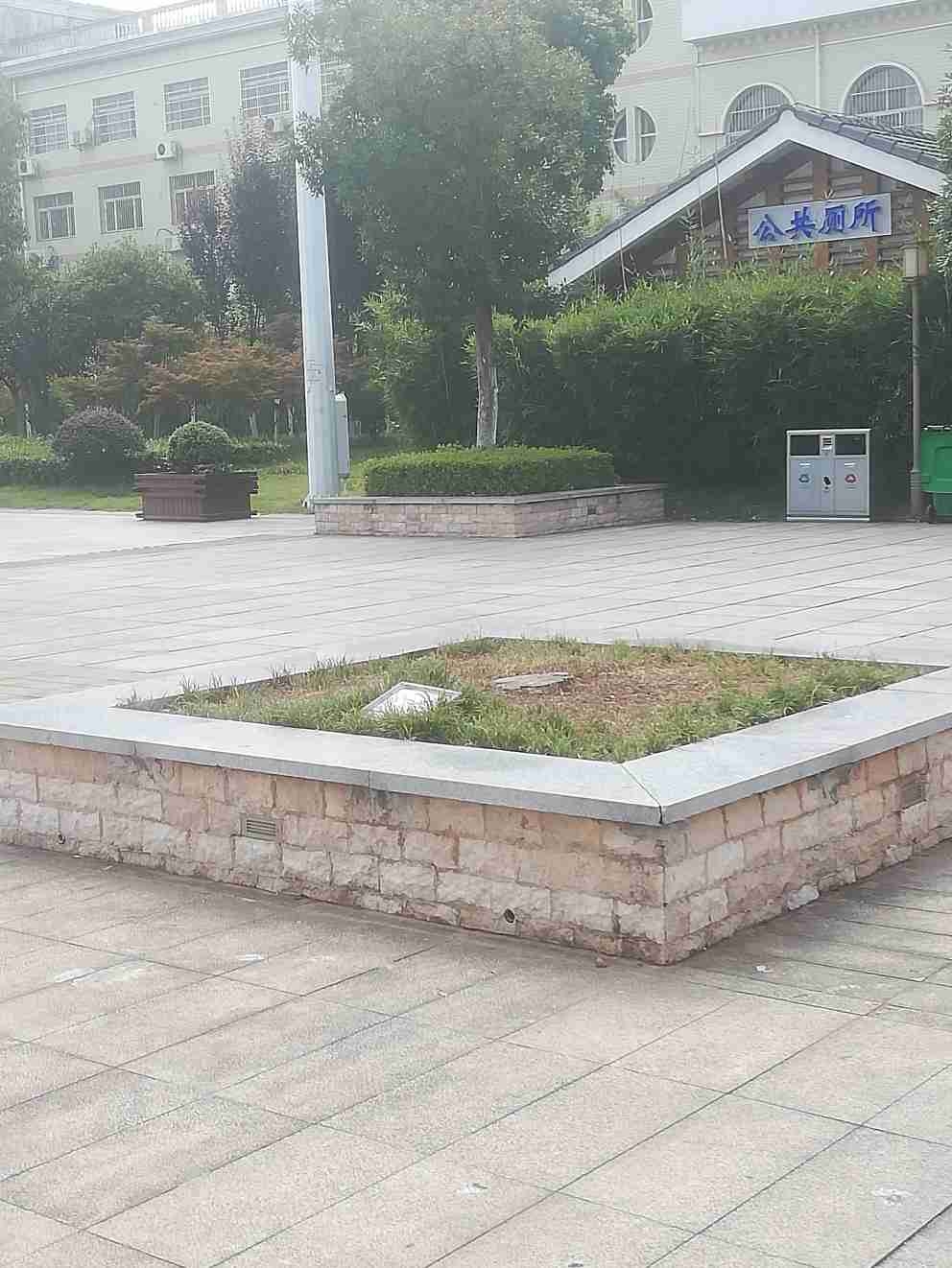 天岳广场两根树死了未完善