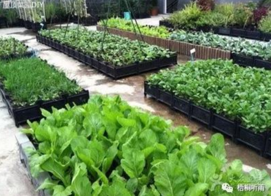 岳母的屋顶菜园