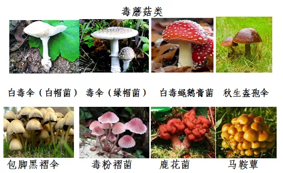 长寿镇：夏季谨防野生毒蘑菇中毒