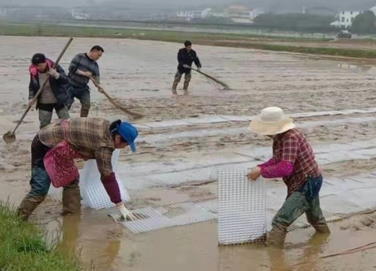 伍市镇：抓好春耕备耕  扎实推进粮食生产