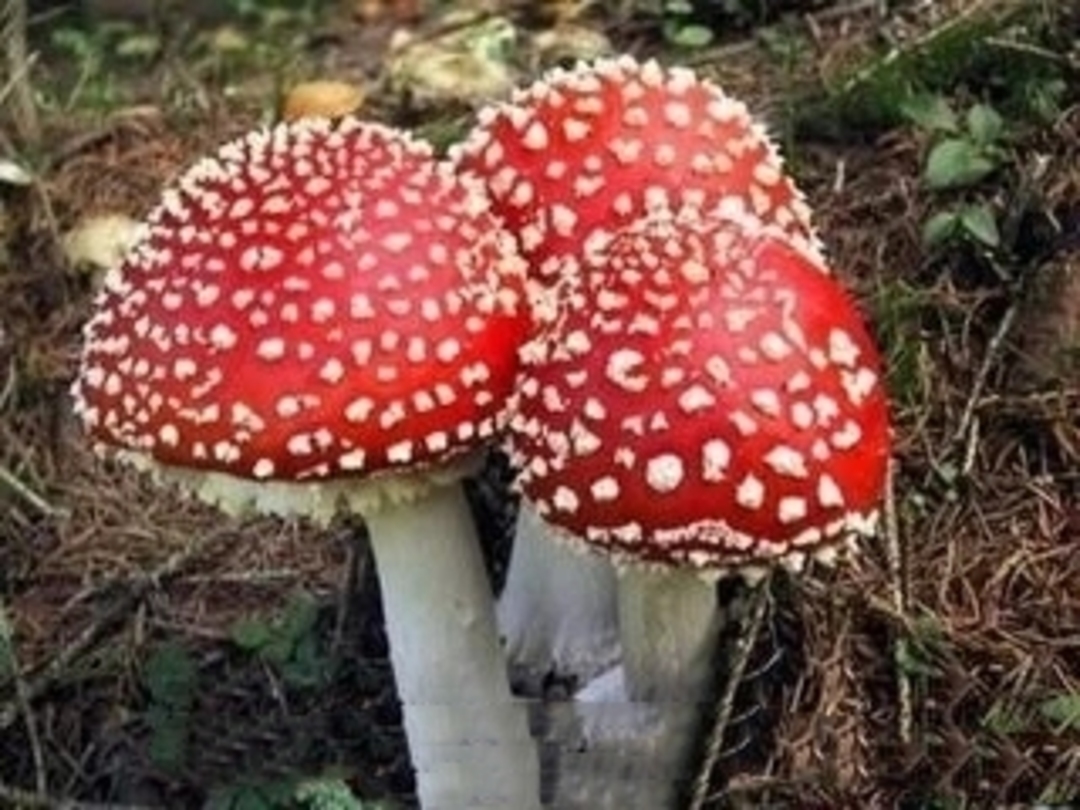美丽的桃红色蘑菇 库存图片. 图片 包括有 橙色, 户外, 粉红色, 真菌, 叶子, 宏指令, 特写镜头 - 34856455