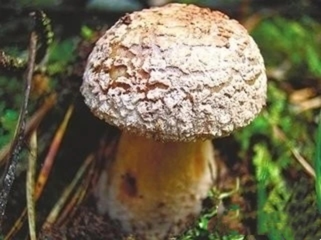 科学网—科微学术：李海蛟博士带您了解毒蘑菇——条盖盔孢菌 - 韩力的博文