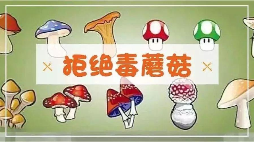 “人命关天，禁采禁食毒蘑菇”