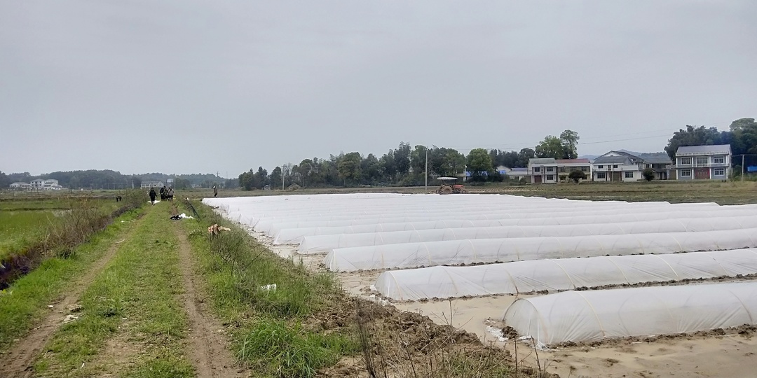 不负春光忙耕种，加义镇打造千亩早稻示范基地