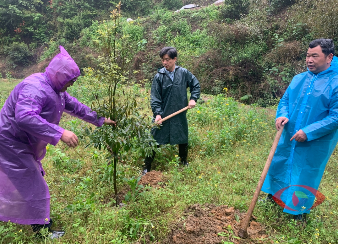 汉昌街道：  春风催新绿,植树正当时‖部分省市县政协委员到我街道开展义务植树活动