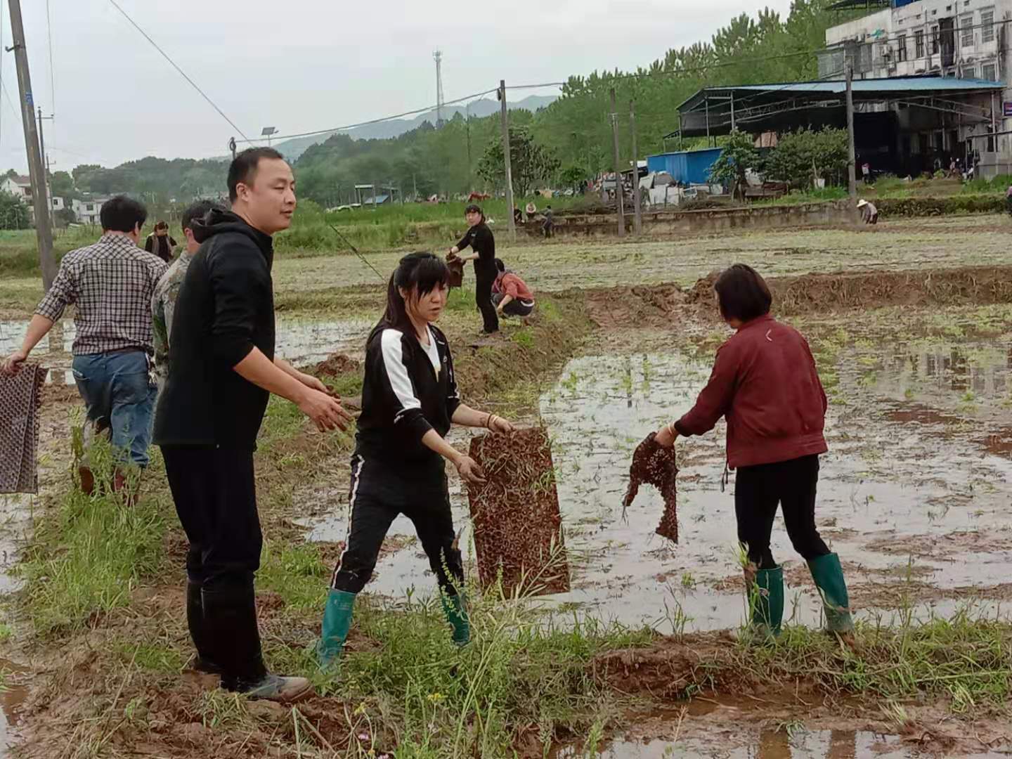 汉昌街道: 我为群众办实事•让党史学习教育成果落实在田间地头