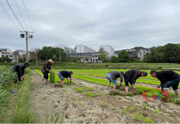 上塔市镇：发挥“名片效应”——得胜村全力推进早稻种植工作