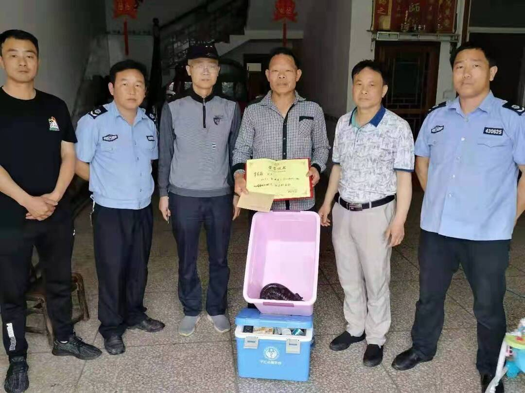 伍市镇：首次发现野生娃娃鱼  村民主动上报获嘉奖