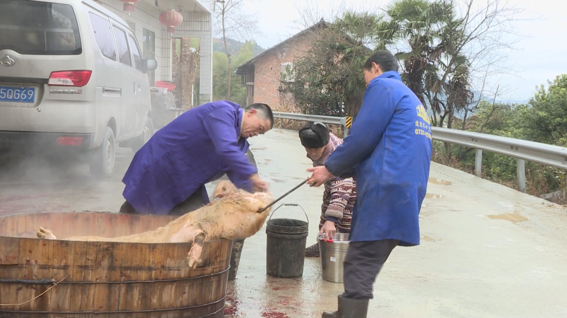 喜迎新春丨铎山镇石湾村：杀年猪吃“杀猪饭” 欢欢喜喜过大年