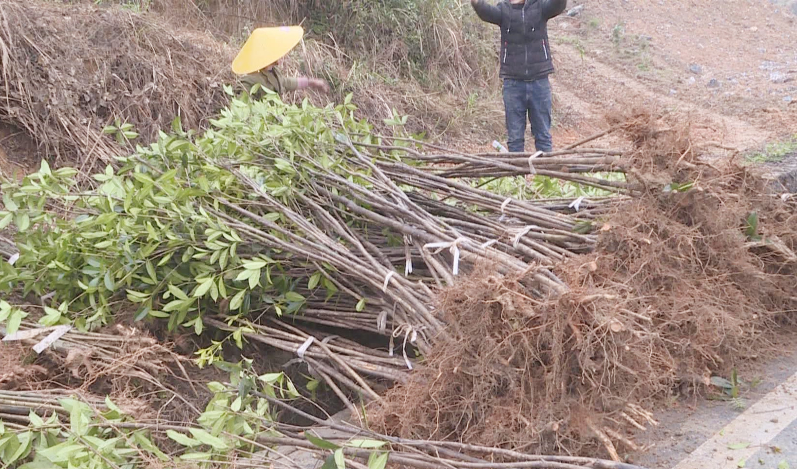 一起去植树吧！金竹山镇麻溪村开展义务植树活动