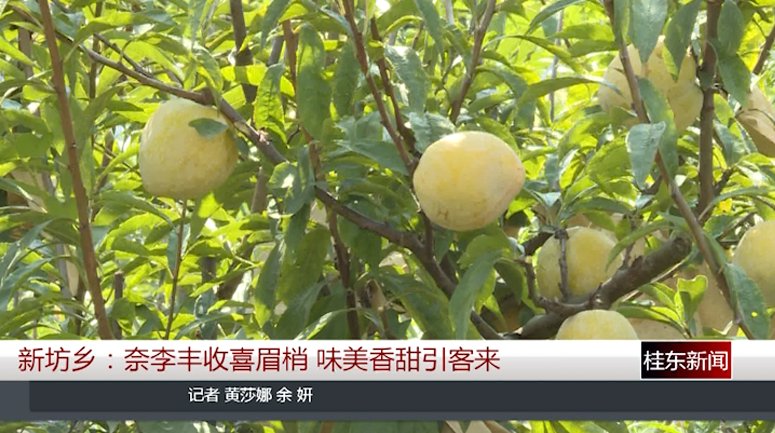 新坊乡：奈李成熟时，万瓒蜂糖奈李热销中！