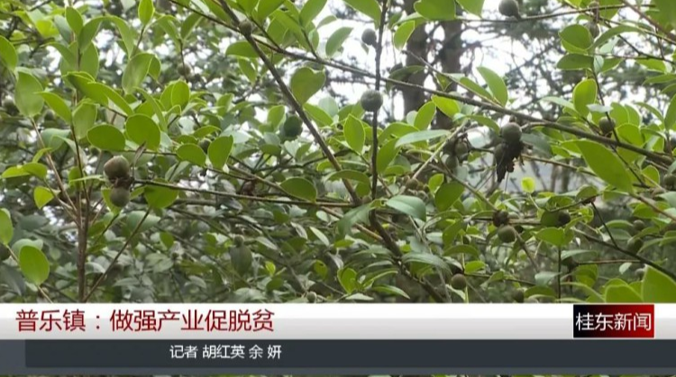 决战决胜脱贫攻坚 | 普乐镇：做强产业促脱贫