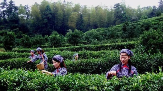 桂东民俗--“三月三”茶歌节