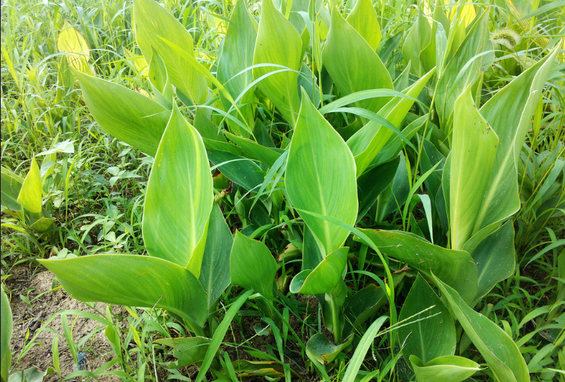 清泉镇：粽叶种植促增收
