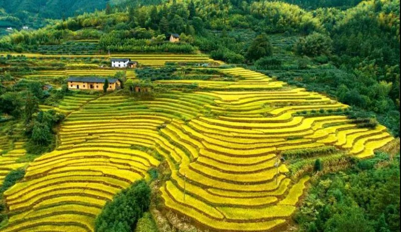 秋日剧透 | 绝美桂东梯田