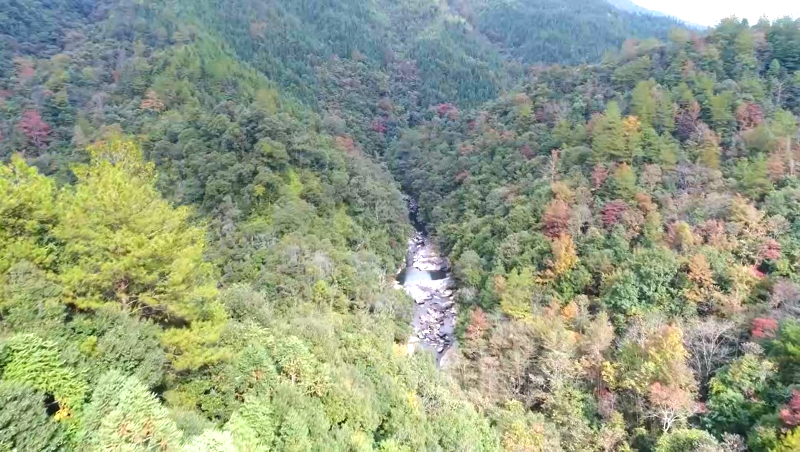 桂东齐云山国家级自然保护区万亩森林化身“五彩童话世界”