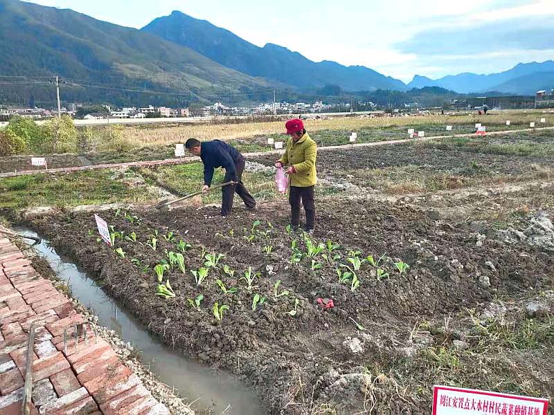 沙田镇：打造“安心菜园”，稳固“幸福家园”