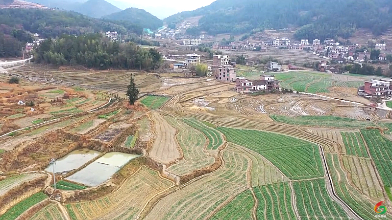 大塘镇全溪村:农业人驻村 助力农户稳定增收-新闻内容-桂东新闻网