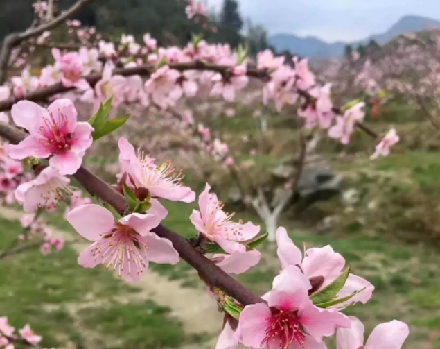 【正在直播】2021炎陵桃花节绚丽开幕