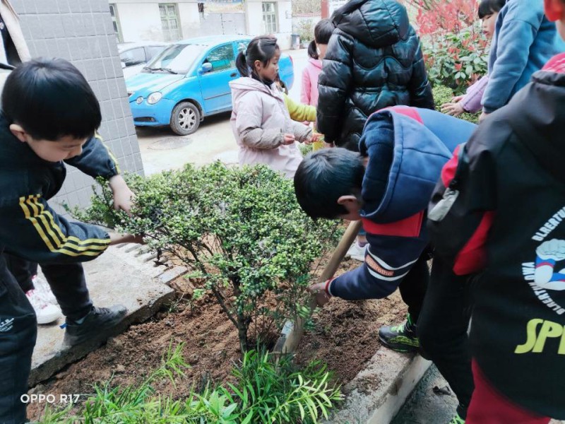 三洞学校开展形式多样的植树活动