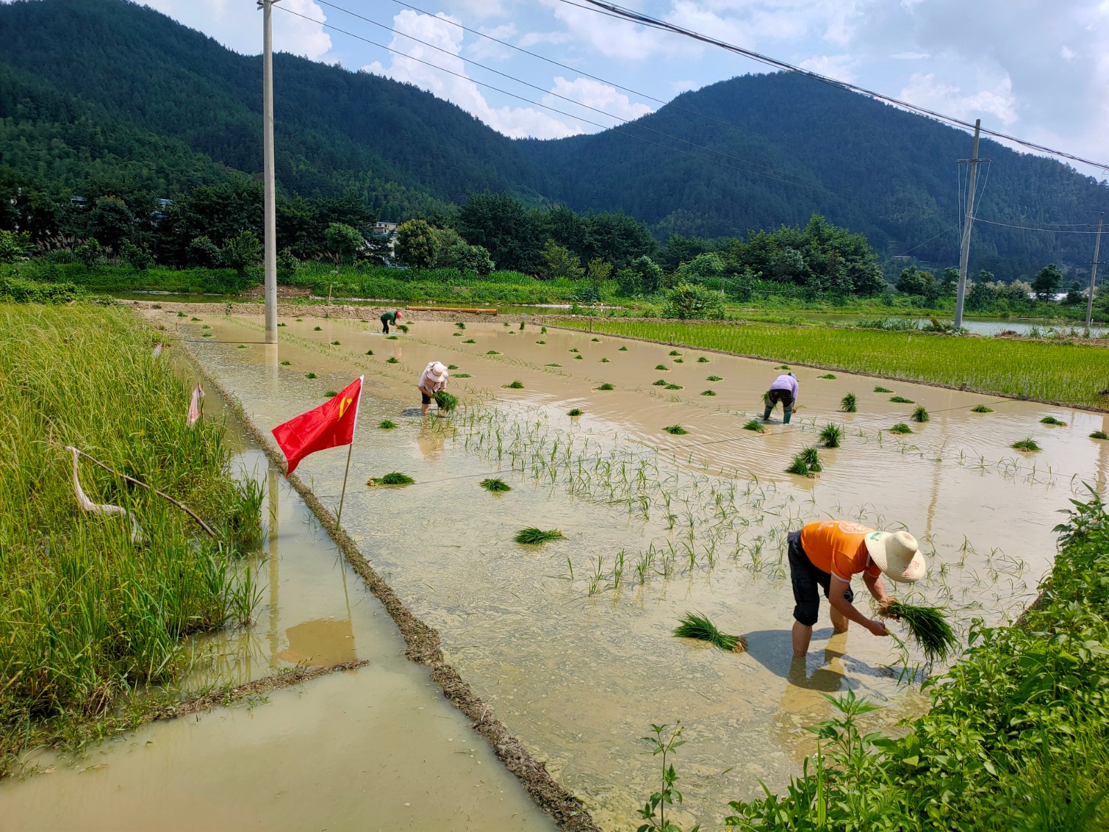 【我为群众办实事】普乐镇：镇村干部助农插秧