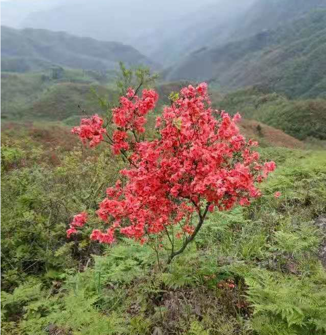 邵阳新宁:八峒瑶山红杜鹃竞相开放