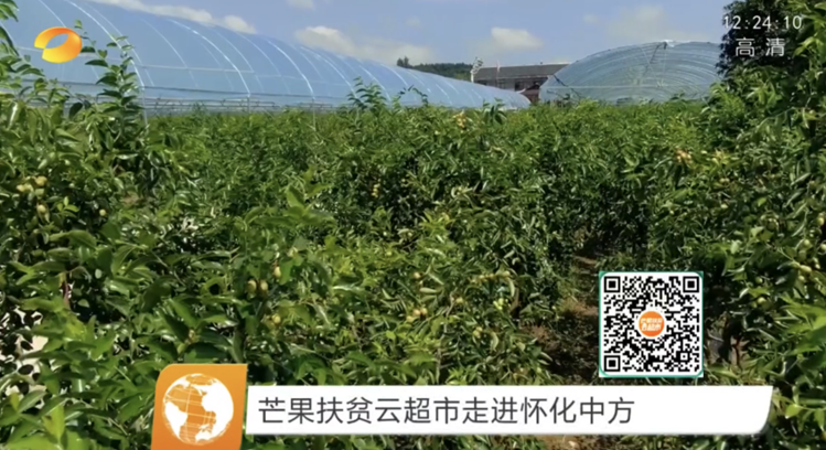 “六抓”政策结出“脱贫致富金果果” “芒果扶贫云超市”走进怀化中方县