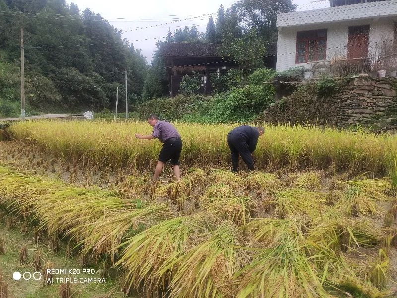 中方：驻村民警齐上阵 深入田间收秋粮