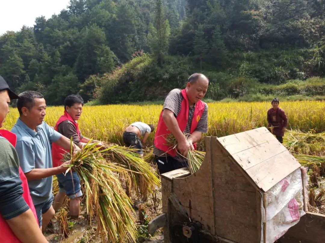 新时代文明实践|新路河镇：稻谷金灿灿  干部抢收忙