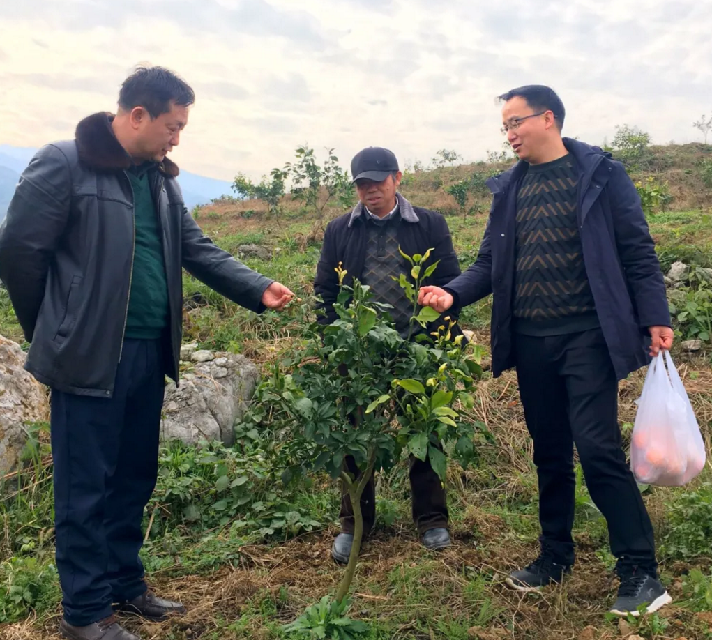 县领导到乡镇调研指导农业产业项目建设情况
