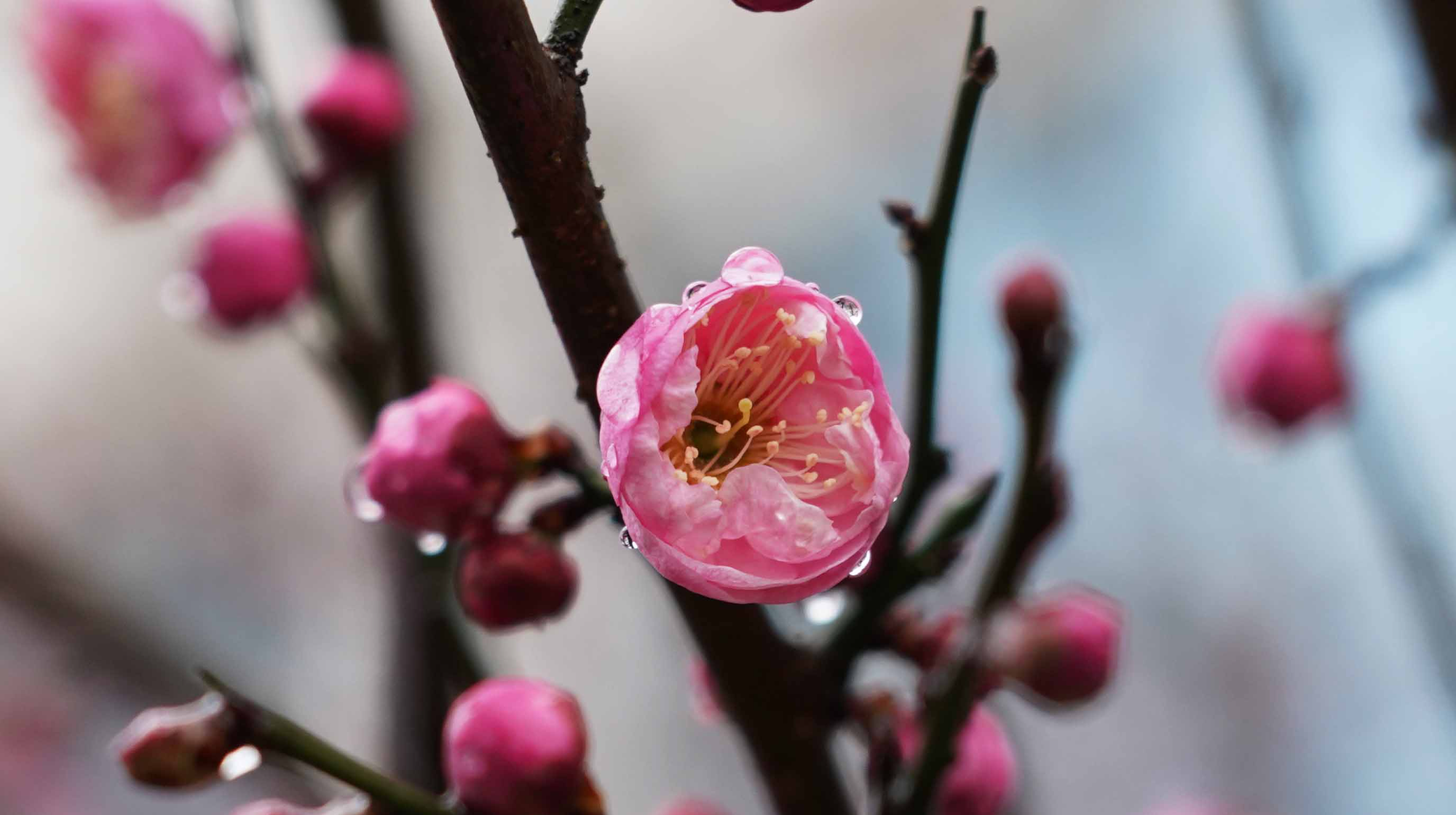 中方：腊梅朵朵迎新春