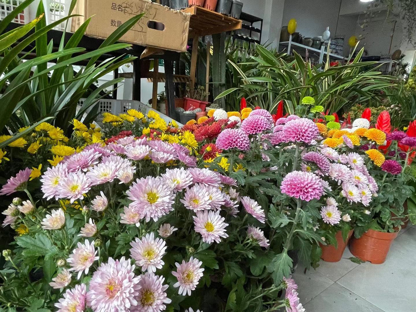 新年到花卉俏：中方花卉市场春意盎然