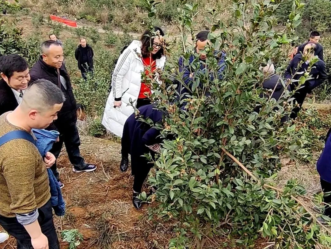 新闻速览|全市油茶低改及茶油小作坊升级改造现场会在中方县举行（2.8）